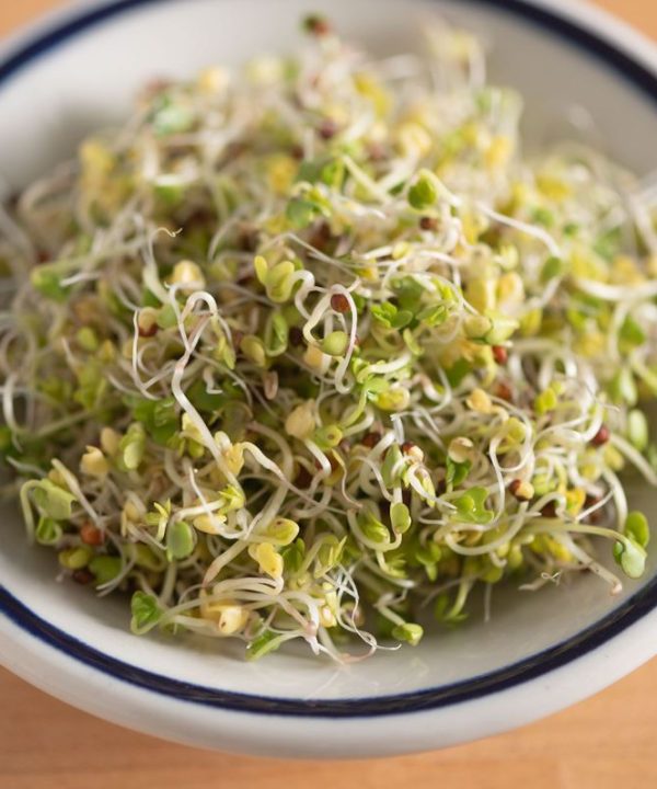 Broccoli - Sprouting Seeds
