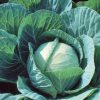Farao - Organic (F1) Cabbage Seed