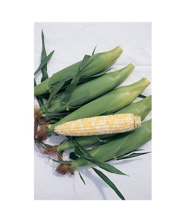 Trinity - (F1) Corn Seed
