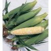 Trinity - Treated (F1) Corn Seed