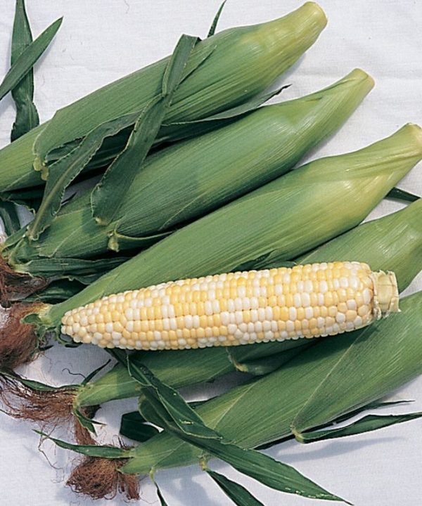 Trinity - Treated (F1) Corn Seed