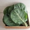 Flash - (F1) Collard Seed