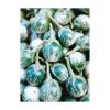 Kermit - (F1) Eggplant Seed