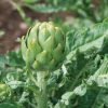 Imperial Star - Artichoke Seed