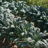 Toscano - Kale Seed