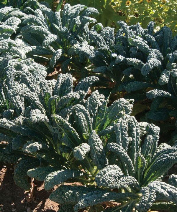 Toscano - Kale Seed
