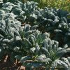 Toscano - Organic Kale Seed