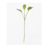 Kale, Toscano - Microgreen Seed
