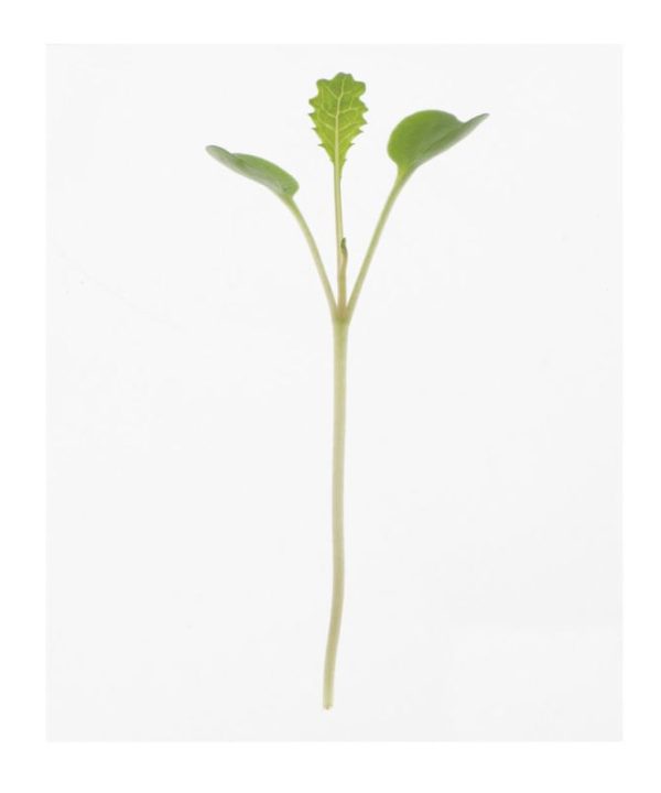 Kale, Toscano - Microgreen Seed