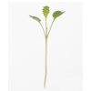 Kale, Toscano - Organic Microgreen Seed