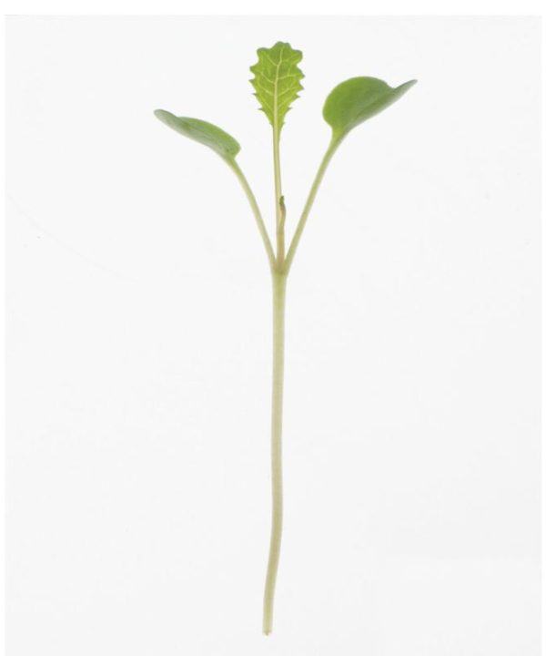 Kale, Toscano - Organic Microgreen Seed