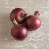 Redwing - Organic (F1) Onion Seed
