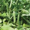 Maxigolt - Pea Seed