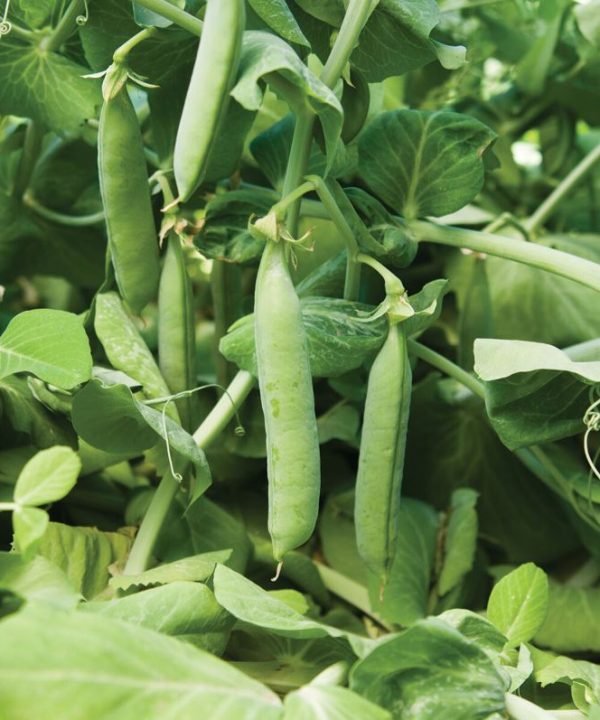 Maxigolt - Pea Seed