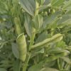 Windsor - Bean Seed