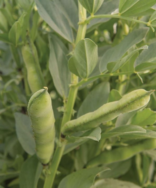 Windsor - Bean Seed