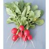 Cherriette - (F1) Radish Seed