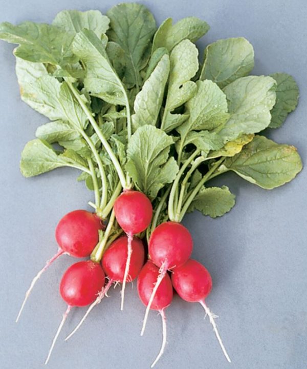 Cherriette - (F1) Radish Seed