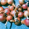 Ambition - (F1) Shallot Seed