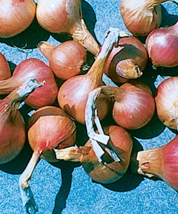 Ambition - (F1) Shallot Seed