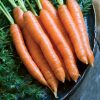 Nelson - (F1) Carrot Seed