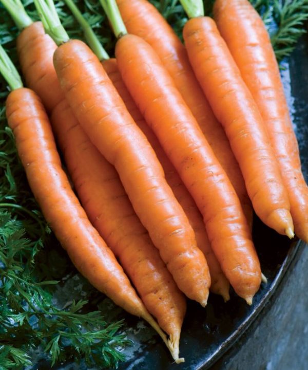 Nelson - (F1) Carrot Seed