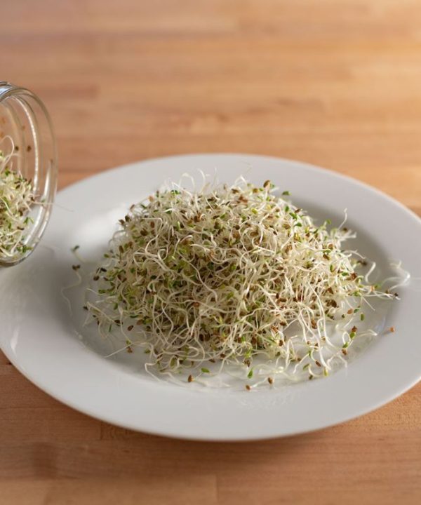 Alfalfa - Organic Sprouting Seeds
