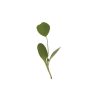 Alfalfa - Organic Microgreen Seed