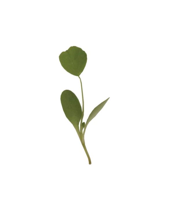 Alfalfa - Organic Microgreen Seed