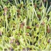 Buckwheat - Organic Shoot Seed