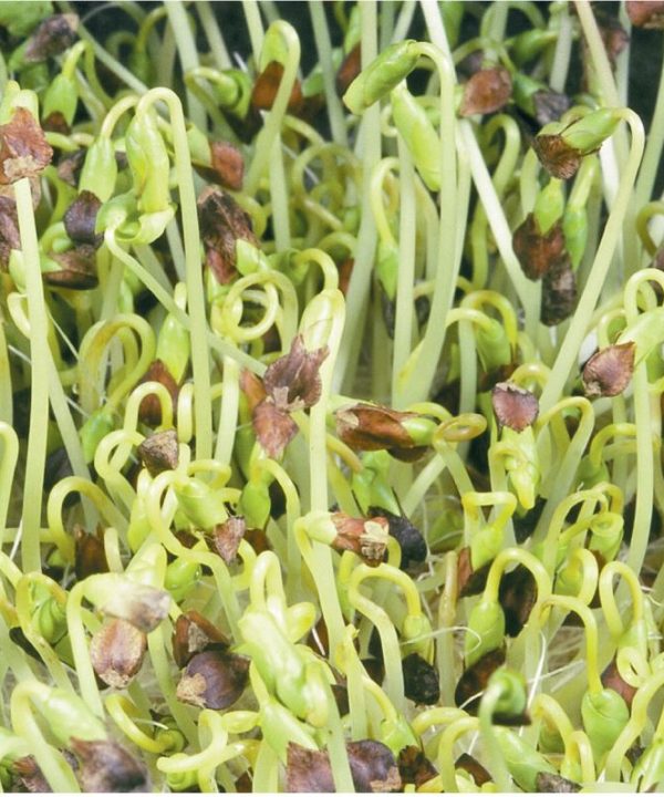 Buckwheat - Organic Shoot Seed