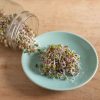 Radish, China Rose - Organic Sprouting Seeds