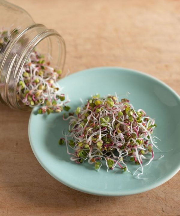 Radish, China Rose - Organic Sprouting Seeds