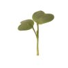Radish, Daikon - Organic Microgreen Seed