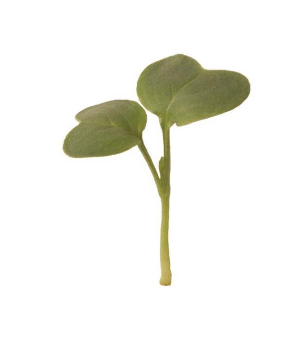 Radish, Daikon - Organic Microgreen Seed