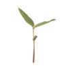 Bean, Mung - Organic Shoot Seed