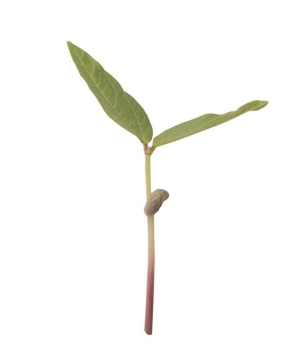 Bean, Mung - Organic Shoot Seed