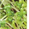 Mustard, Brown - Organic Sprouting Seeds