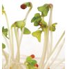 Mustard, Oriental - Organic Sprouting Seeds