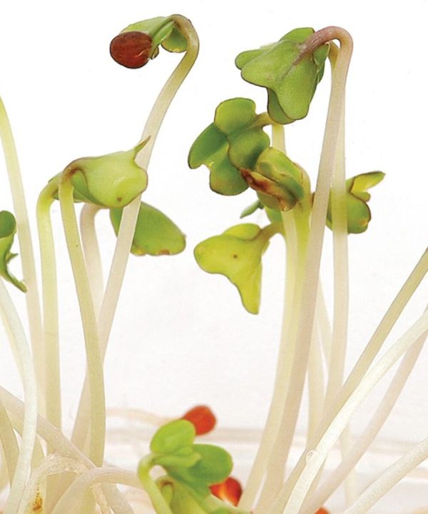 Mustard, Oriental - Organic Sprouting Seeds