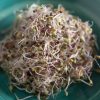 Kale, Red Russian - Organic Sprouting Seeds