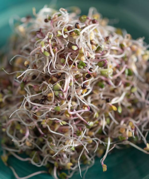 Kale, Red Russian - Organic Sprouting Seeds