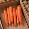 Bolero - (F1) Carrot Seed