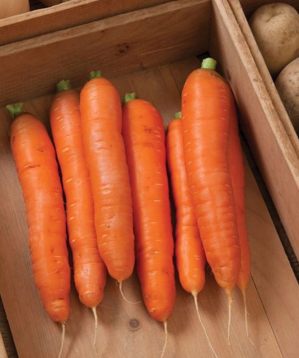 Bolero - (F1) Carrot Seed