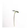 Black Oil Sunflower - Organic Shoot Seed