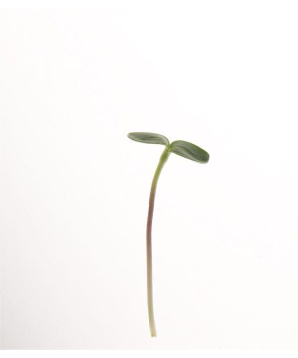 Black Oil Sunflower - Organic Shoot Seed
