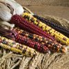 Painted Mountain - Organic Corn Seed