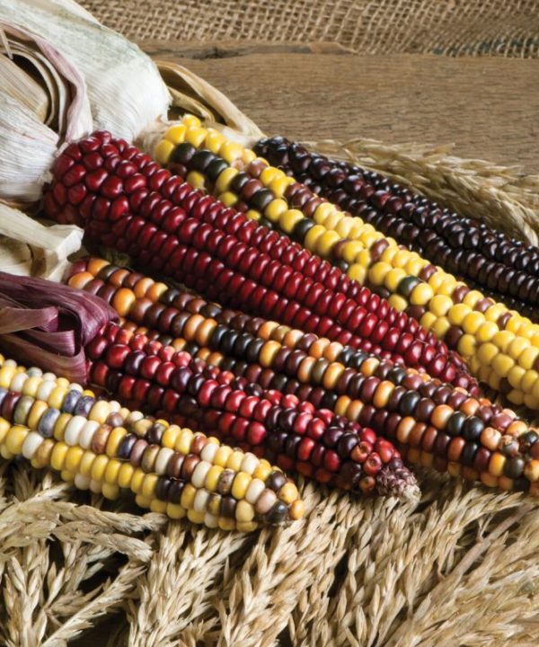 Painted Mountain - Organic Corn Seed