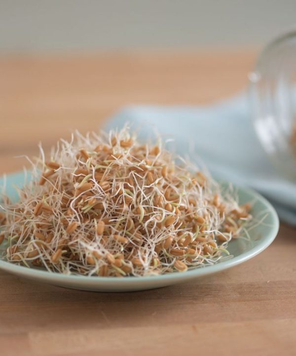 Wheat, Hard Red Winter Organic Sprout Seed