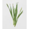 Hard Red Winter Wheat - Organic Shoot Seed